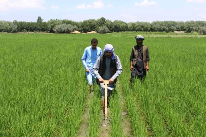 افزایش ۵ فیصدی تولید برنج در ولایت بلخ