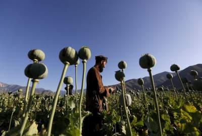 Poppy Cultivation Declined In Afghanistan