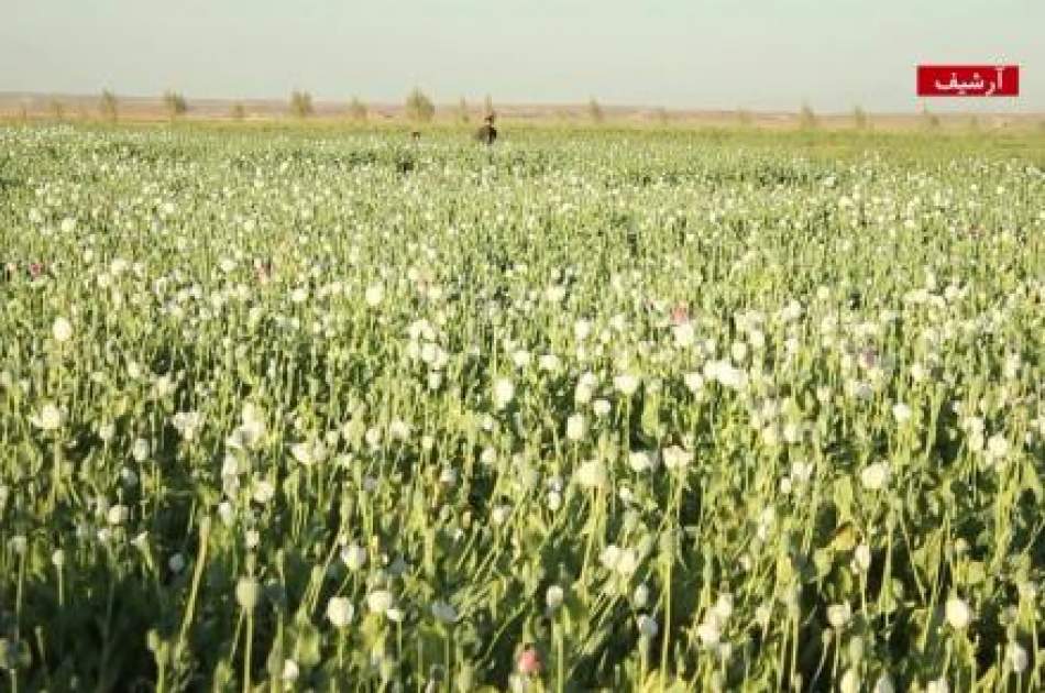 Interior Ministry Banned Poppy Cultivation