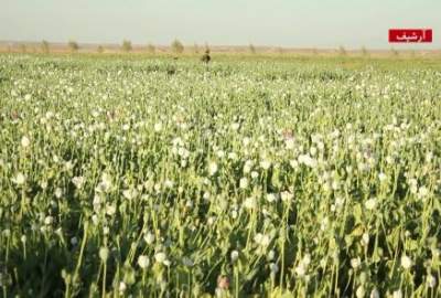 Interior Ministry Banned Poppy Cultivation