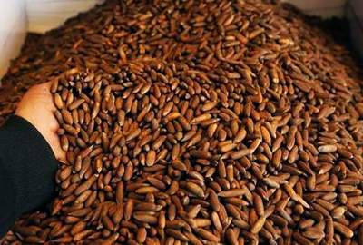 Over 5,000 tons of pine nuts exported abroad