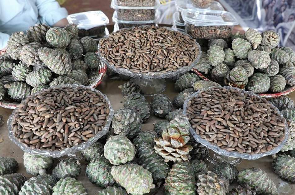 في الأشهر التسعة الماضية، تم تصدير 5400 طن جلغوزی من أفغانستان