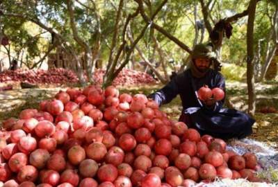 Kandahar Expert Pomegranates to Abroad