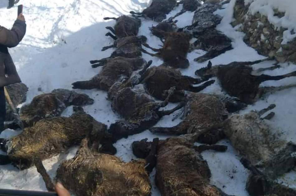 سرمای شدید در ولایت سرپل جان یک معتاد را گرفت و بیش از ۲۰۰ گوسفند را تلف کرد