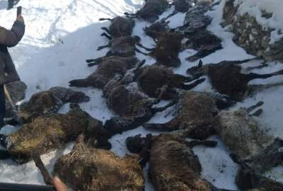 سرمای شدید در ولایت سرپل جان یک معتاد را گرفت و بیش از ۲۰۰ گوسفند را تلف کرد