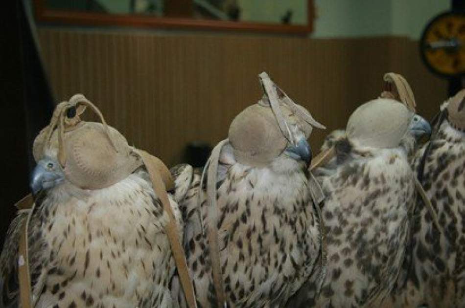 ریاست حفاظت از محیط زیست فراه به شکارچیان پرندگان نایاب اخطار داد