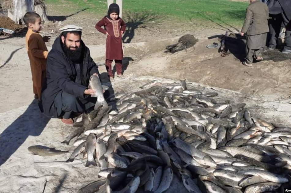 استقبال ساکنان قندوز از ایجاد فارم‌های پرورش ماهی
