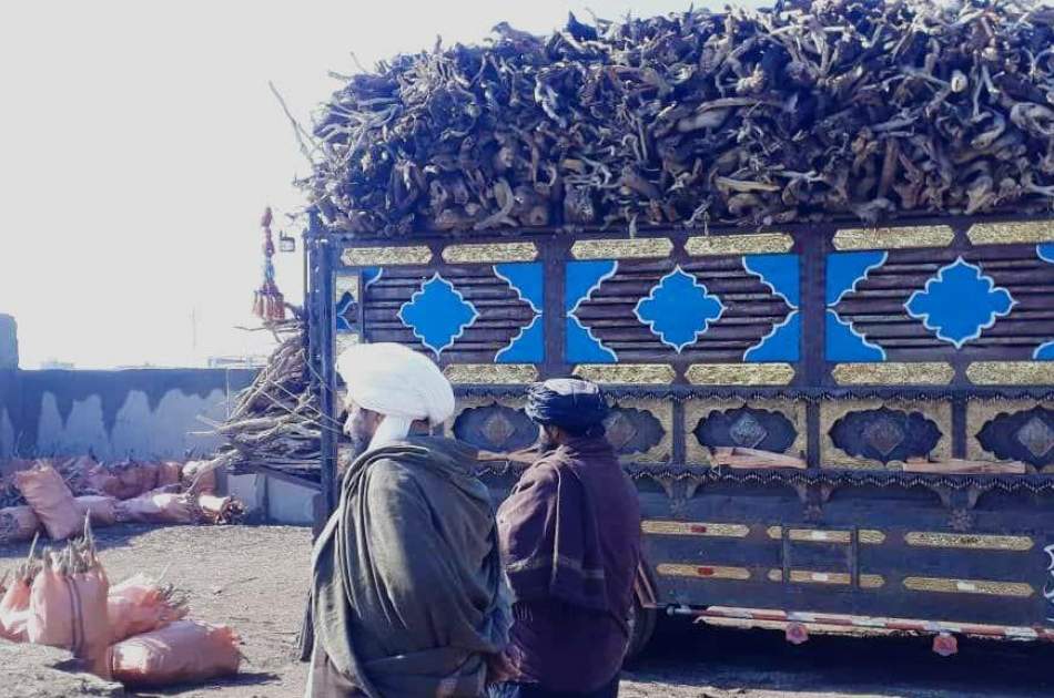 فروش و انتقال چوب از نیمروز به دیگر ولایات ممنوع شد