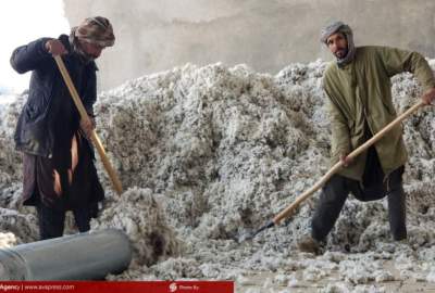 گزارش تصویری/ فعالیت روزانه فابریکه‌های پنبه دانه در بلخ  