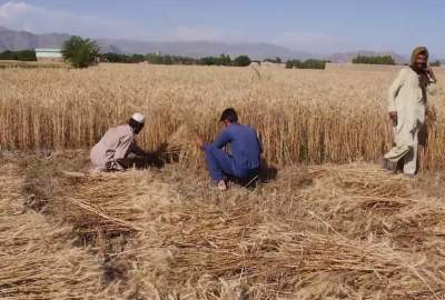 توزیع گندم اصلاح شده برای حدود ۲۴ هزار کشاورز در فراه