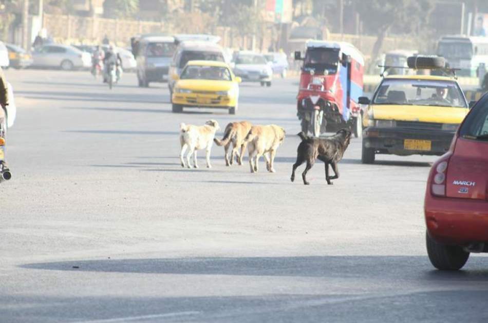 افزایش واقعات سگ‌گرفتگی در هرات؛ مسئولین سگ‌های ولگرد را جمع‌آوری کنند
