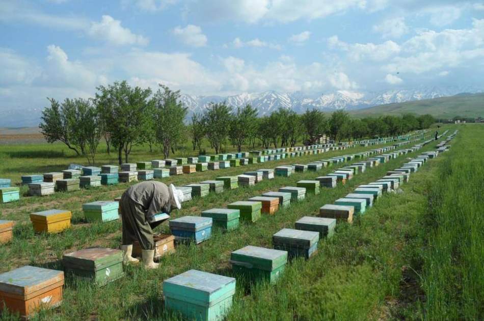 تلف شدن ۶۰ میلیون زنبور عسل در تخار