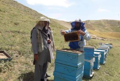 تلف شدن ۶۰ میلیون زنبور عسل در تخار