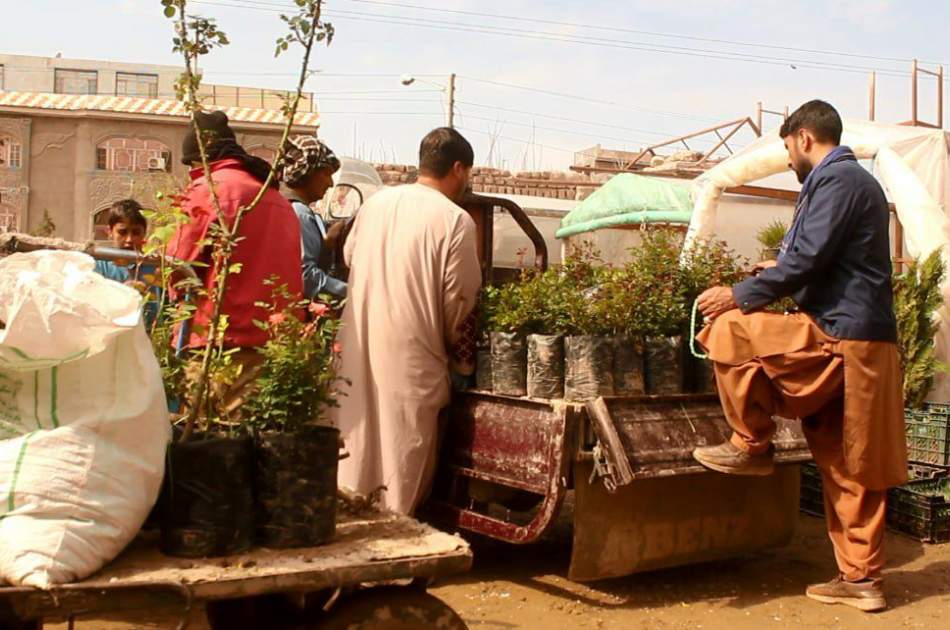 Greenhouse owners of Herat complain about the fading of the sales market during the planting season