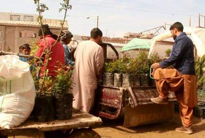 Greenhouse owners of Herat complain about the fading of the sales market during the planting season