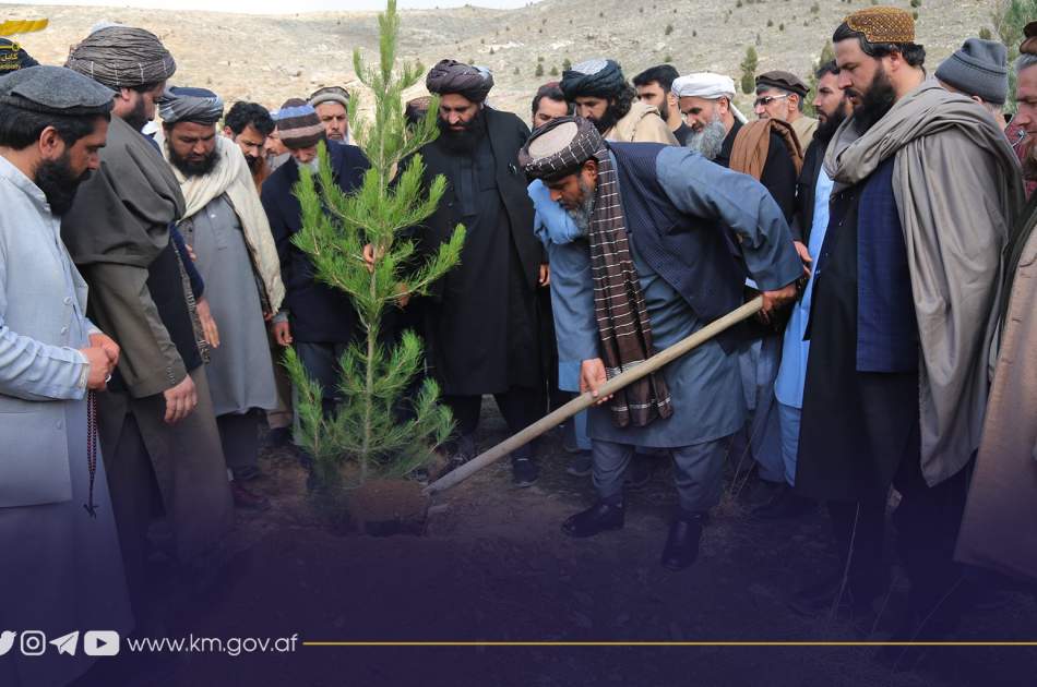 600 هزار نهال در سال جدید در کابل کاشته می شود