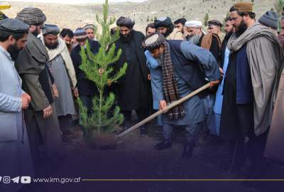600 هزار نهال در سال جدید در کابل کاشته می شود
