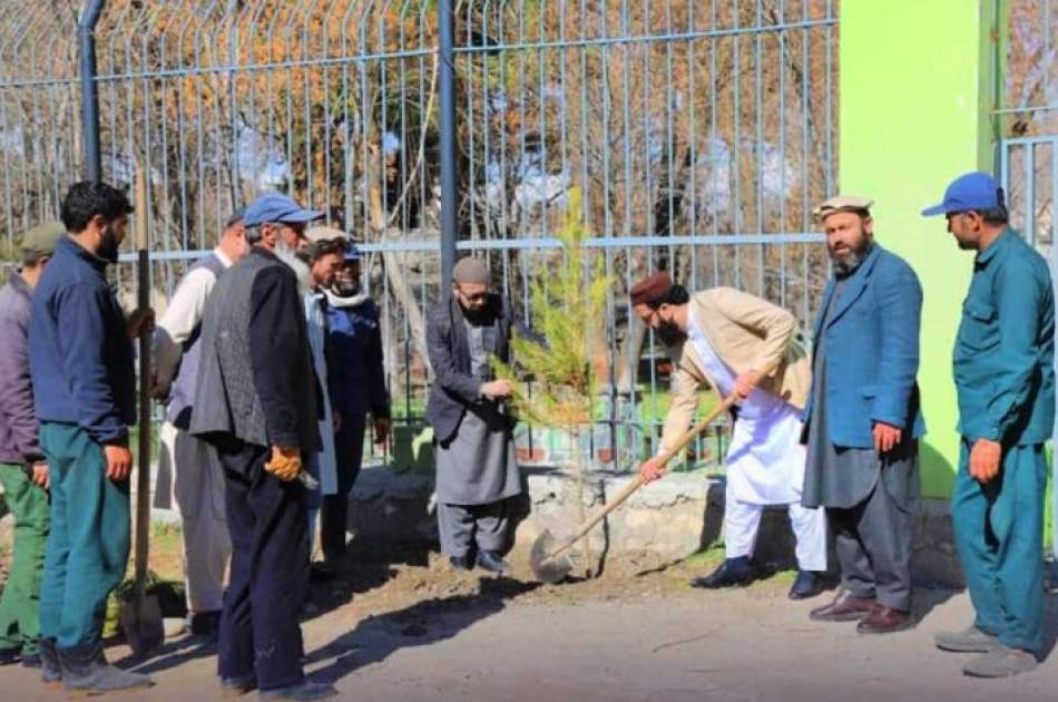 Provite Sectors Planted 2000 Saplings in Kabul