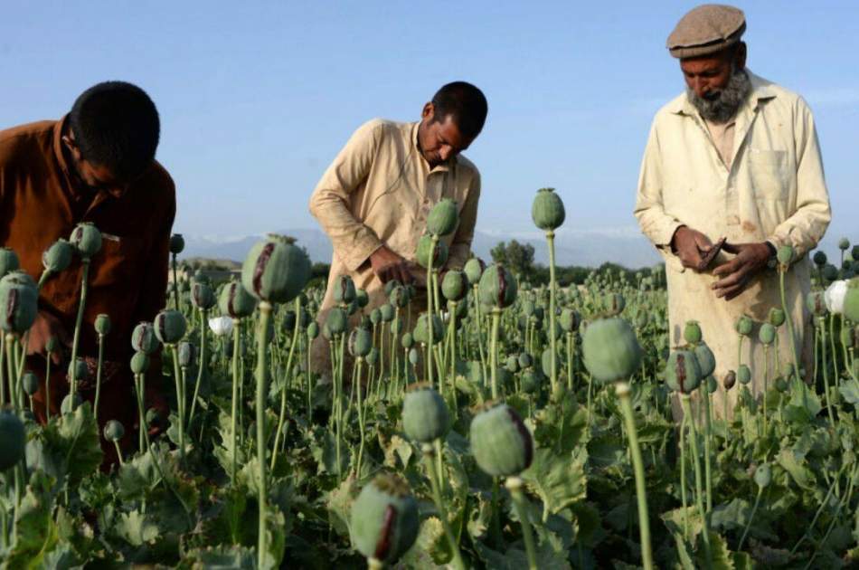 In three provinces of the country, 75 acres of land were cleared from poppy cultivation