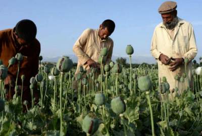 In three provinces of the country, 75 acres of land were cleared from poppy cultivation