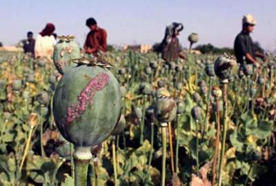 Fifty acres of land in Laghman province were cleared of poppy cultivation