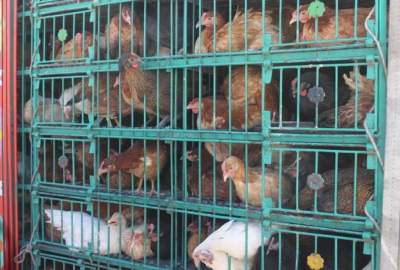 کاهش تولیدات تخم مرغ وطنی در ولایت بلخ