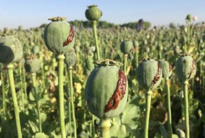 Poppy Farms Destroyed in Baghlan