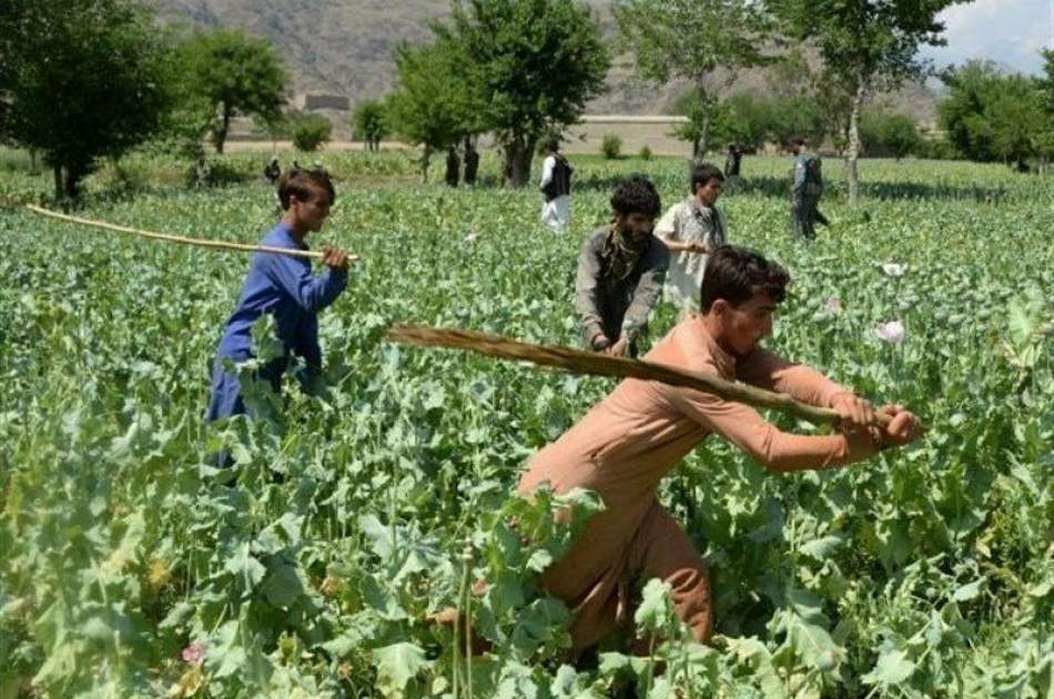 Clearing about 220 acres of land from drug cultivation in Herat