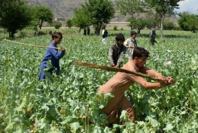 Clearing about 220 acres of land from drug cultivation in Herat