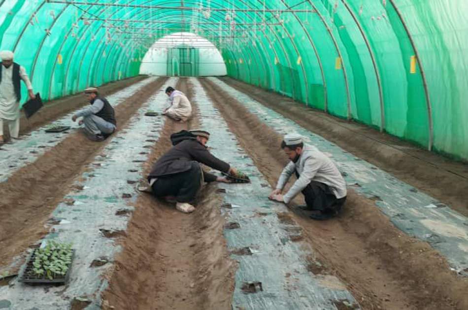 ایجاد چهار سبزخانه و توزیع تخم بذری برای 2300 دهقان در بدخشان