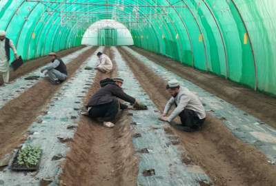 ایجاد چهار سبزخانه و توزیع تخم بذری برای 2300 دهقان در بدخشان