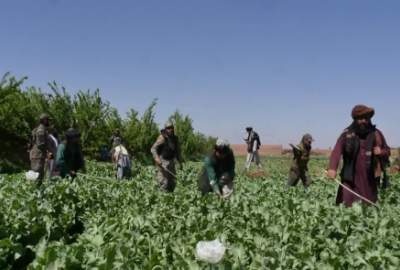 A campaign to destroy poppy fields in Herat