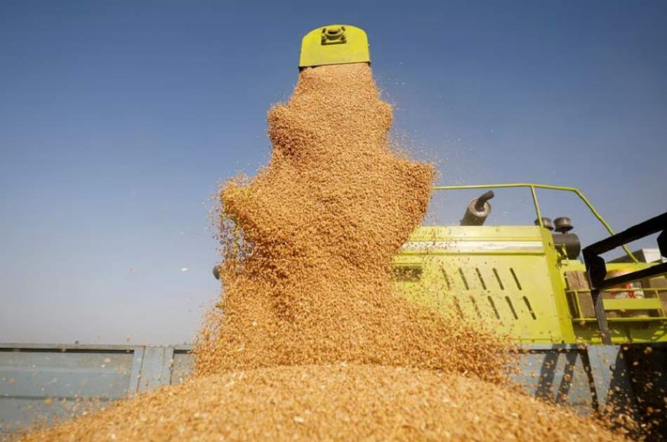 India to supply 10,000 tons of wheat to Afghanistan