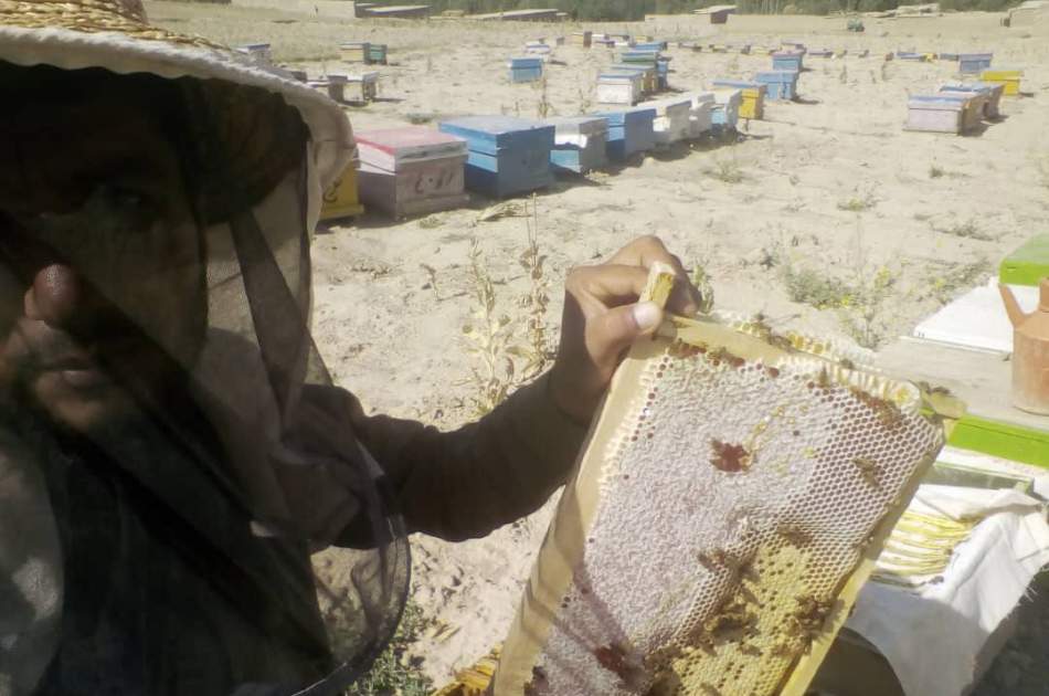 تولید ۵۸ هزار کیلوگرام عسل در سال گذشته در قندوز