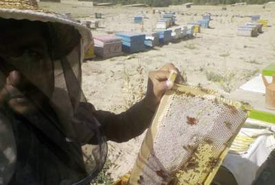 تولید ۵۸ هزار کیلوگرام عسل در سال گذشته در قندوز
