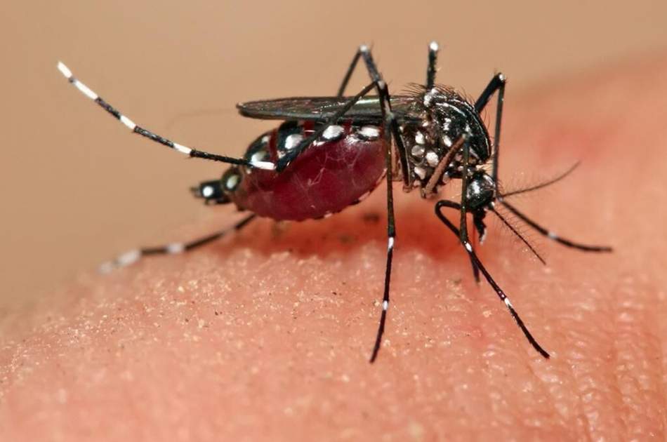 روز جهانی مالاریا؛ ثبت حدودا ۱۲۶ هزار مورد در کشور طی سال گذشته میلادی