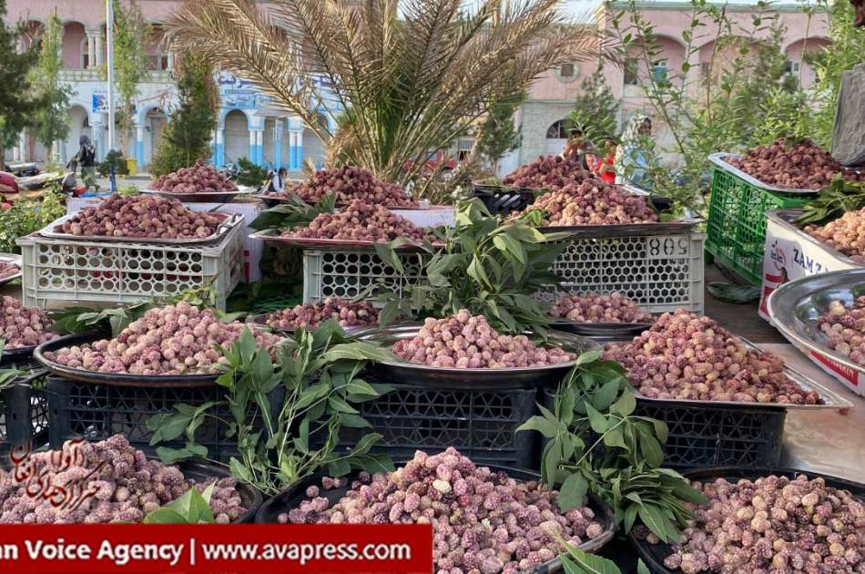 رونق بازار توت فروشان در قندهار