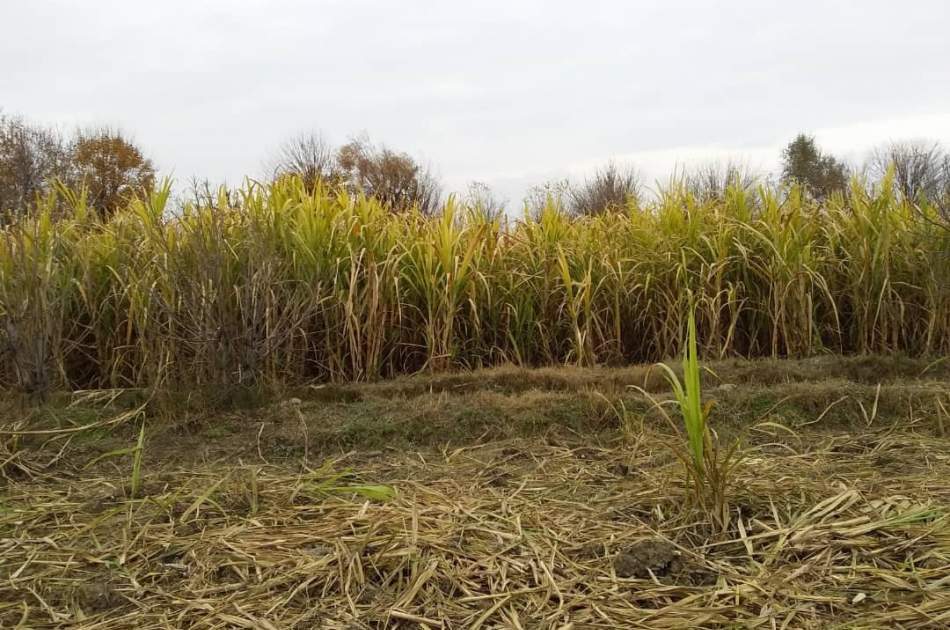 Last year, more than 58 thousand metric tons of sugarcane were harvested in the country