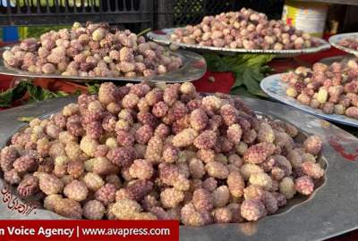 گزارش تصویری/ بازار گرم توت فروشان در قندهار  