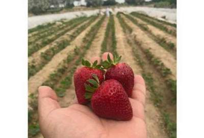 This year, nearly 225 metric tons of Strawberry will be harvested in Balkh
