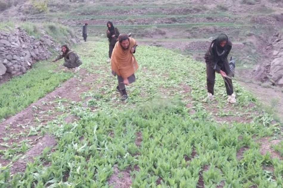 Acres of Poppy Farmlands Destroyed in some Provinces
