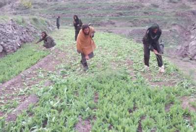 Acres of Poppy Farmlands Destroyed in some Provinces