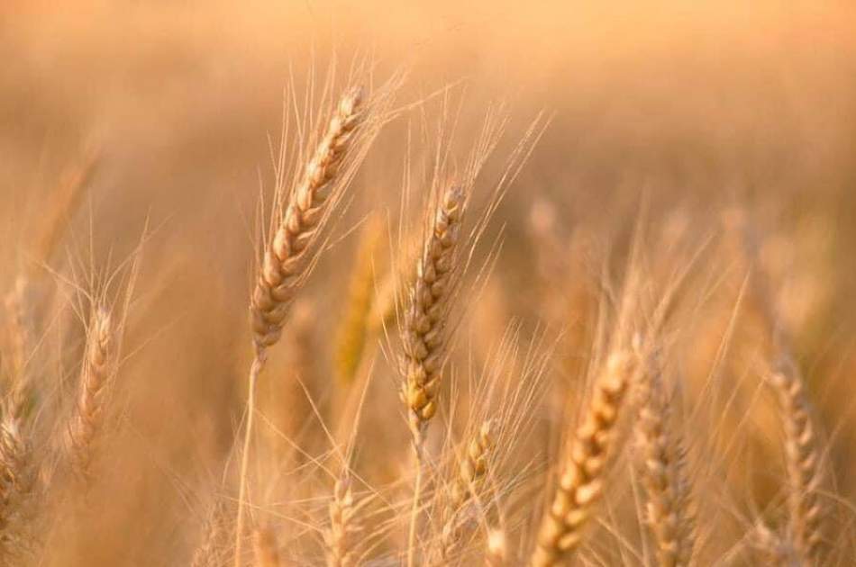 کاهش ۴۰ درصدی حاصلات گندم در جوزجان