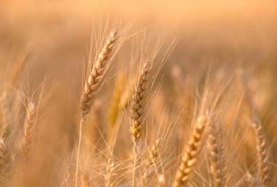 کاهش ۴۰ درصدی حاصلات گندم در جوزجان