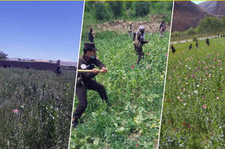 Over 2,000 acres of poppy fields destroyed in some provinces
