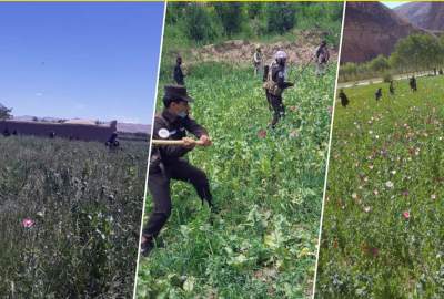 Over 2,000 acres of poppy fields destroyed in some provinces