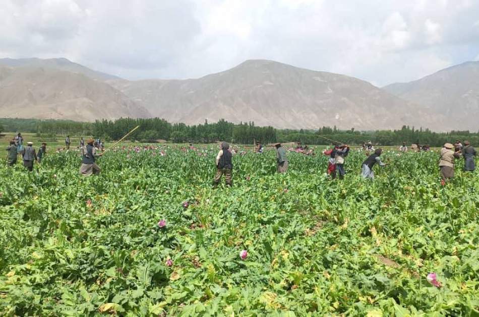 Nearly 2,200 acres of land in 9 provinces of the country have been cleared from poppy cultivation