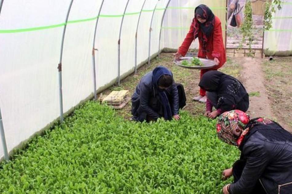 کمک سازمان ملل به ۱۳ هزار زن افغان در بخش زراعت و مالداری
