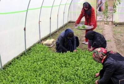 کمک سازمان ملل به ۱۳ هزار زن افغان در بخش زراعت و مالداری