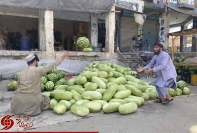 گزارش تصویری/ رونق بازار «تربوز» در قندهار  